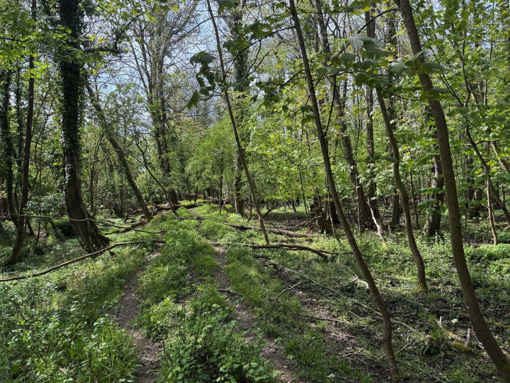 Lot: 86 - APPROX 1.75 HECTARES (4.3 ACRES) OF WOODLAND - View of Woodland area